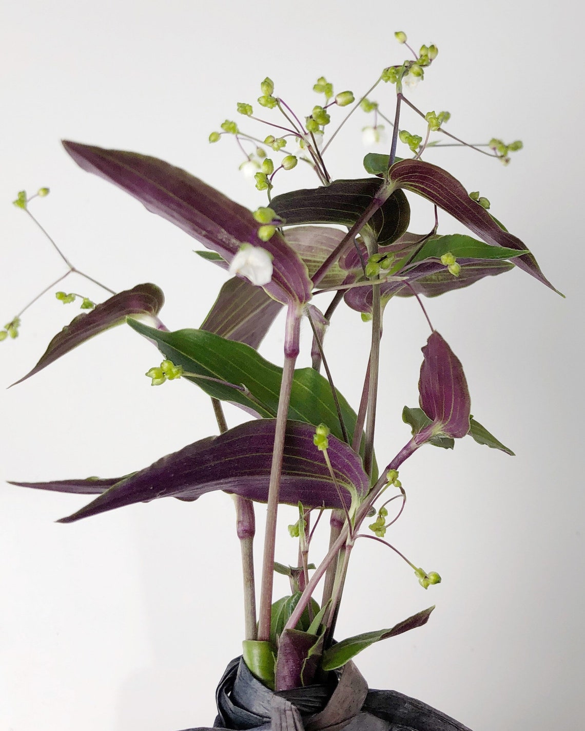 Wandering Jew Tradescantia Tahitian Bridal Veil 5 Cuttings Etsy