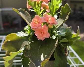 Flaming Katy, Calandiva, Kalanchoe blossfeldiana Succulent 4” Salmon Pink