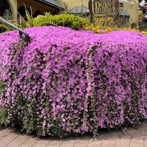 Purple Mini Rosea Ice Plant - Lavender Delosperma Cooperi- Trailing Succulent, Ground Cover, Drought Tolerant