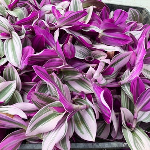 Tradescantia Nanouk Wandering Jew Cuttings or Plants image 4