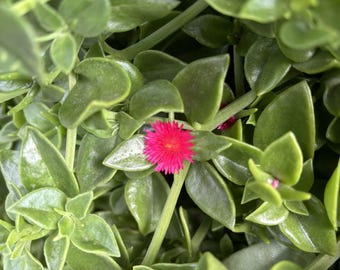 Aptenia Cordifolia with Red Flowers, Red Apple Ice Plant - Baby Sunrose- Pet-Safe Drought Tolerant Rabbit Resistance Succulent Ground Cover