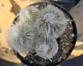 Snow Pole Cactus - Espostoa Lanata - Peruvian Old Man