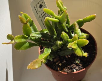 Rhipsalis cereoides hanging cactus succulent Plant 2" 4"