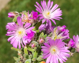 Pink Mini Rosea Ice Plant - Delosperma Cooperi- Trailing Succulent, Ground Cover, Drought Tolerant