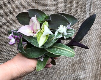 Tradescantia Mix and Match 7 Various Cuttings