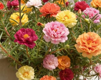 Portulaca grandiflora Moss RoseLive Plant 4"