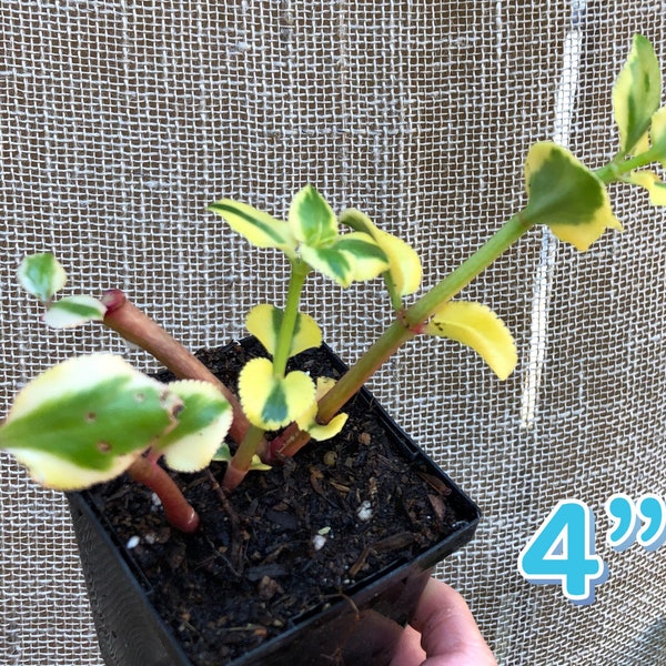 Crassula sarmentosa ‘Comet’ Variegata - Cuttings or Plants