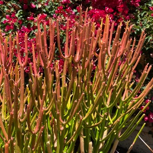 Free Shipping Succulent Fire Stick Plant Bare Root, Hardy Euphorbia, Pencil cactus, Euphorbia Tirucalli, Euphorbia cacti, milk cactus