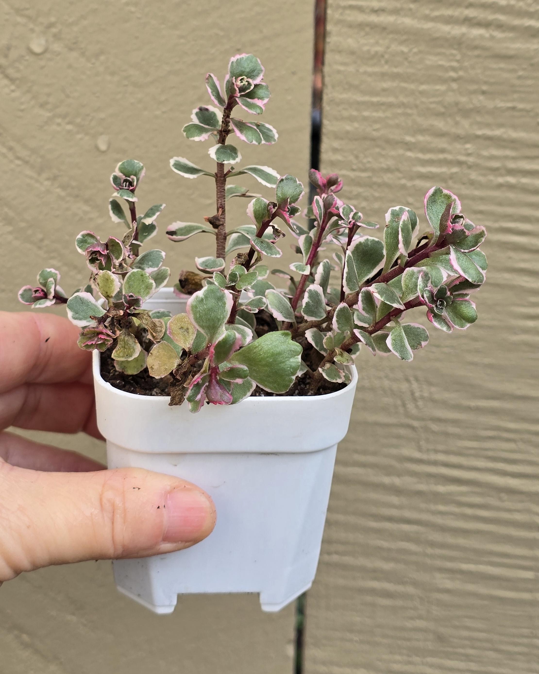 Tricolor Raspberry Ground Cover Hardy Sedum Spurium - Tricolor Variegated - Rosettes Look Like Little ...