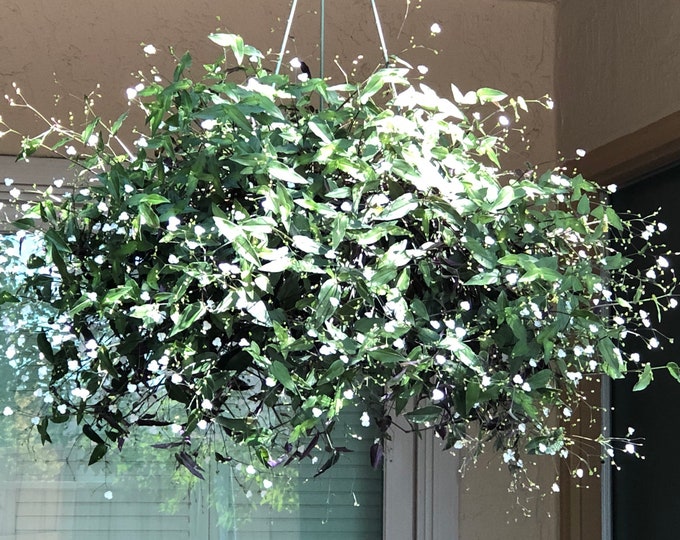 Wandering Jew Tradescantia Tahitian Bridal Veil Etsy