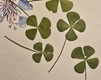 Dried flowers - 4-Leaf Clover For Crafts and DIY