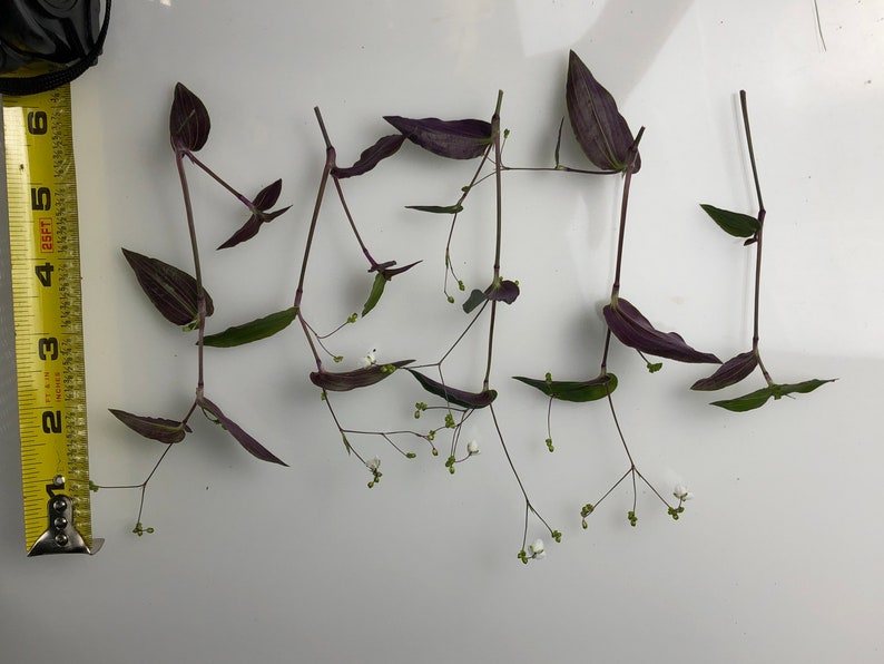 Wandering Jew Tradescantia Tahitian Bridal Veil 5 Cuttings Etsy
