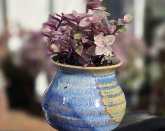 Callisia Repens Pink Lady Variegated Succulent  Plant Tradescantia Pink Panther 2" Plant