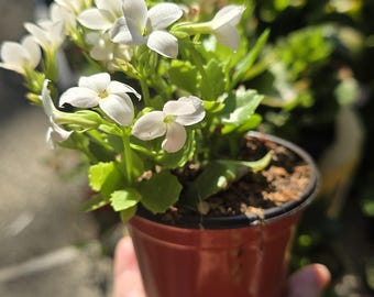 Flaming Katy, Calandiva, Kalanchoe blossfeldiana Succulent 4” White