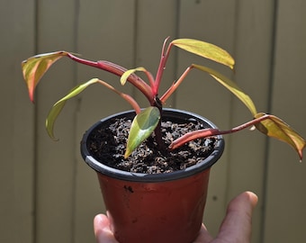 Philodendron Strawberry Shake Variegated - 4" - Priority Shipping
