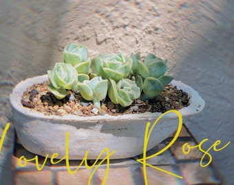 Graptoveria 'Lovely Rose' Succulent - Great for Mother’s Day Gift or Wedding Favors