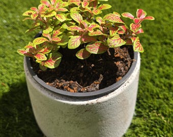 Skeleton Fittonia 4” pot Orange/Red