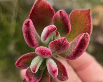 Red Velvety Echeveria Pulvinata Rose