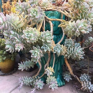 Graptopetalum Paraguayense Ghost Plant Succulent Cuttings Leaves Plants Cascading plant image 6