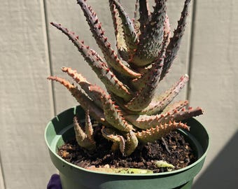 Aloe Vera Plant. Skin Care Plant, Evergreen Perennial. USDA Zone 8 - Etsy