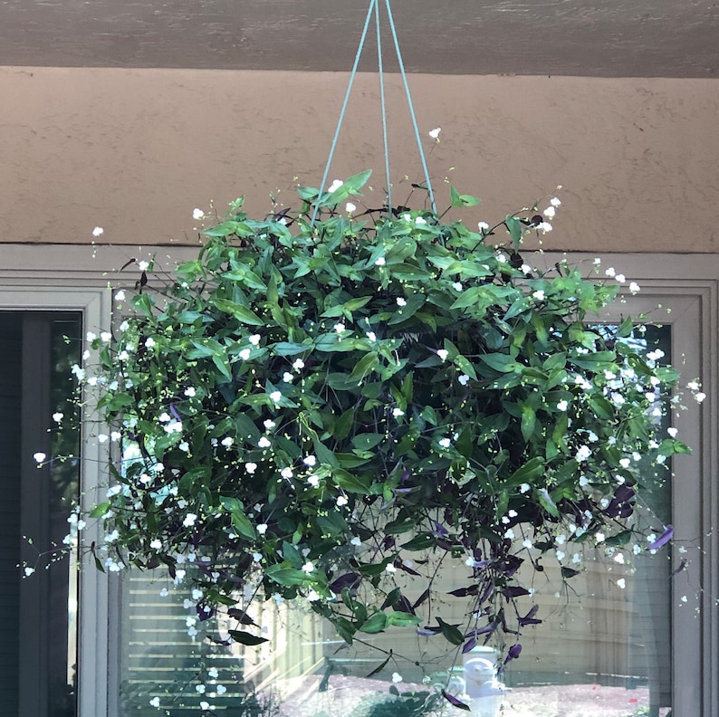 Wandering Jew Tradescantia Tahitian Bridal Veil 5 Cuttings Etsy