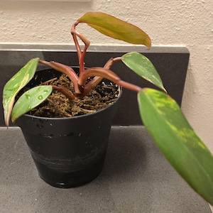 Philodendron Strawberry Shake Variegated 4&quot; Plant