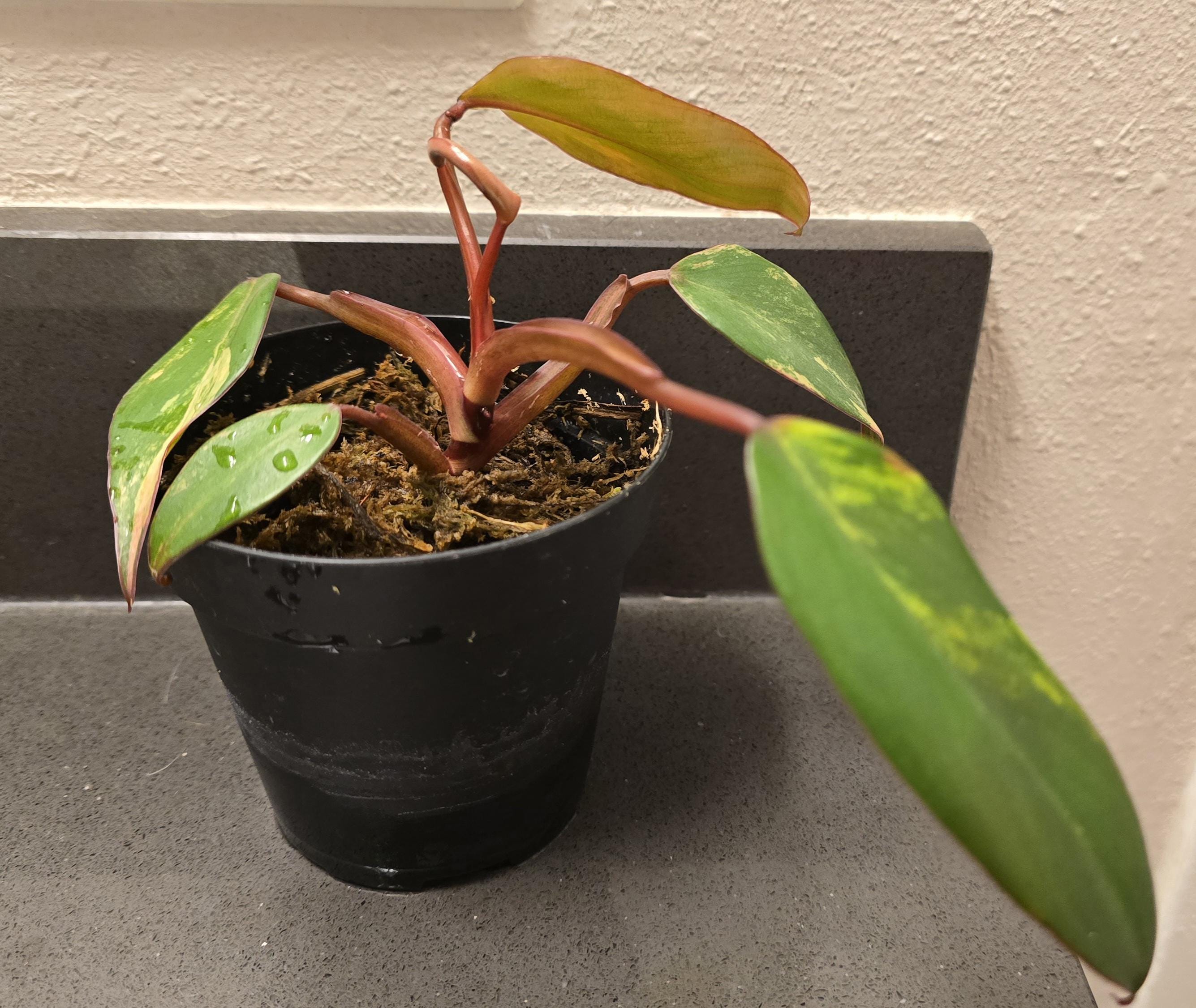 Philodendron Strawberry Shake Variegated 4" Plant