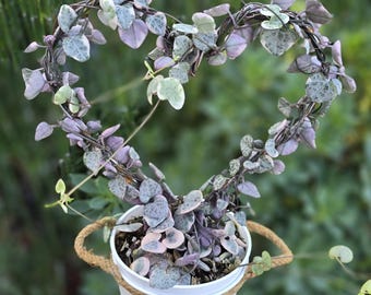 Variegated String of Hearts on Heart Trellis | 4" Potted Trailing Succulent Mother's Day Gift