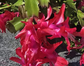 Christmas/Thanksgiving holiday cactus live plants Fusia Red
