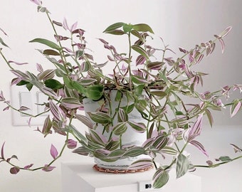 Lavender Tradescantia Fluminensis Lilac Wandering Jew Great Trailing Plant
