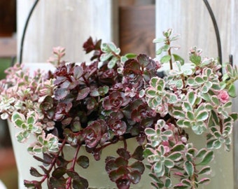 Hardy Sedum Spurium -  Tricolor Variegated - Rosettes look like little rose Ground Cover Hanging Basket