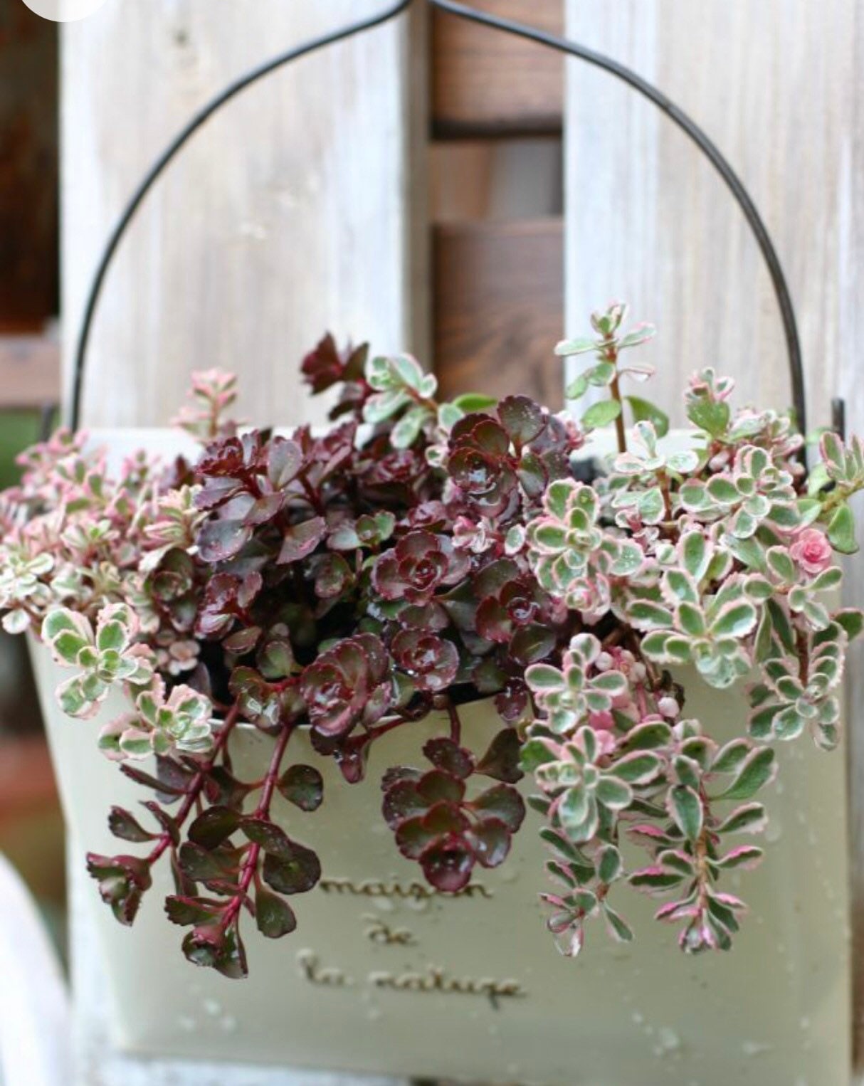 online succulent shop Elegant Succulent Arrangement in Acrylic Pot- Unlimited Greens –  unlimitedgreens main image 1