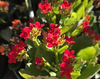 Flaming Katy, Calandiva, Kalanchoe blossfeldiana Succulent 4” Red