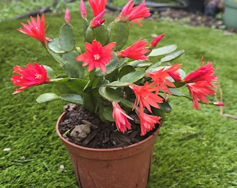 Red Easter Cactus Plant – Rhipsalidopsis Gaertneri Live Flower