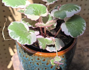 Begonia Strawberry Variegated Pink