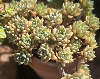 Echeveria Arzee Succulent Cuttings