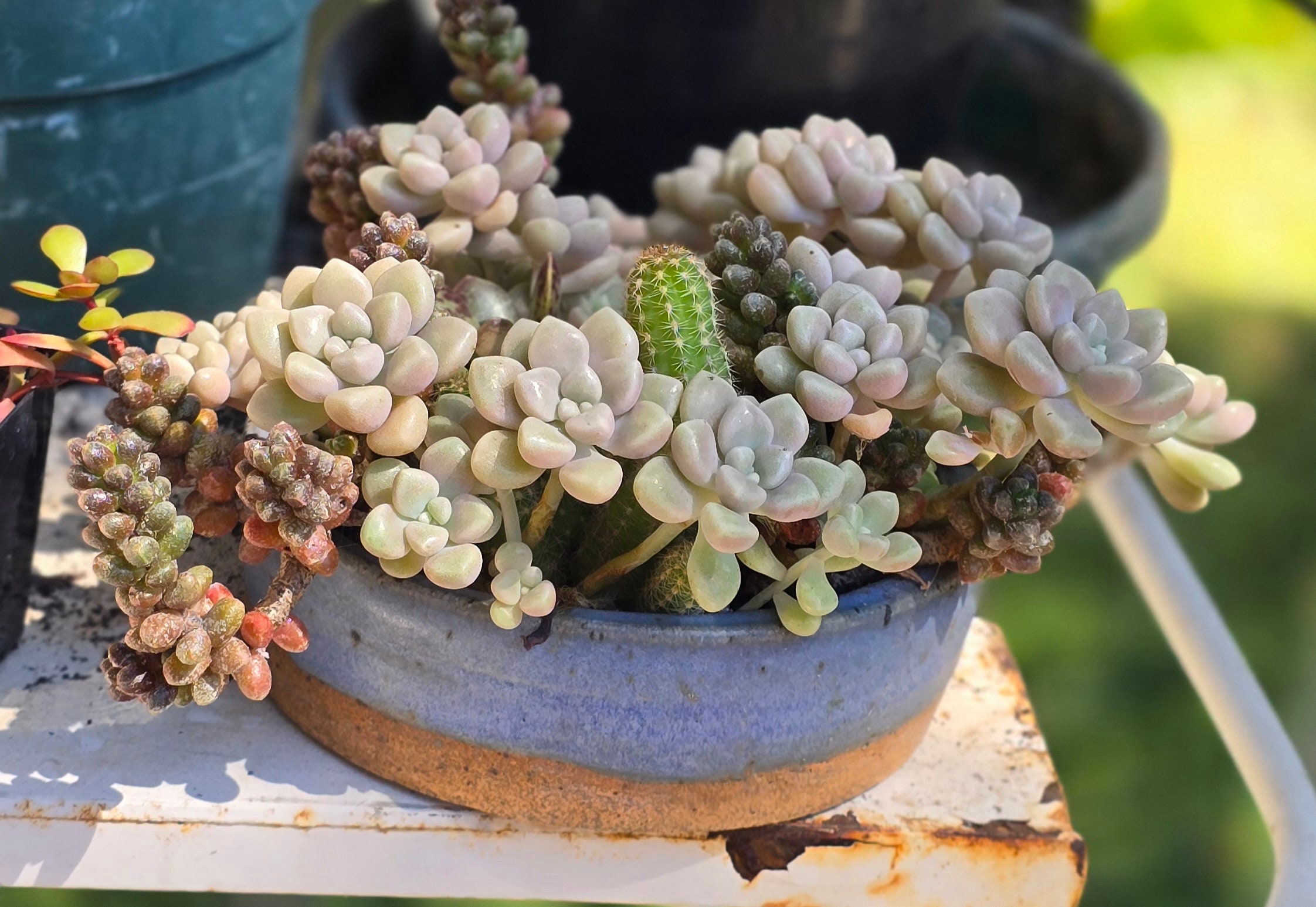 Rare Graptopetalum Mendozae Succulents Cuttings -  - Etsy