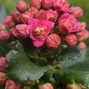 May include: Close-up of a cluster of vibrant pink flowers in various stages of bloom. The flowers have multiple petals and are surrounded by green leaves. The image is a macro shot, highlighting the details of the plant.