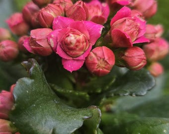 Calandiva Kalanchoe Hybrid Plant – Double Petal Blossoms, 4" Pot