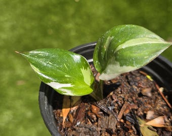 Philodendron White Princess Variegated - Small plant