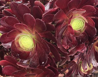 Aeonium Velour Succulents Draught Tolerant Landscaping or Container
