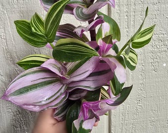 Tradescantia Mix and Match 3 Various Cuttings - Great Holiday Gifts!