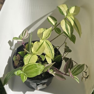 May include: A potted Tradescantia plant with variegated leaves in shades of green, white, and pink. The leaves are wet with droplets of water. The plant is in a black plastic pot, set against a white background.