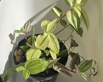 Tradescantia Plant Trio – Rainbow, Cream, Bridal Veil Varieties