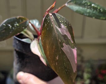 Philodendron Pink Princess Variegated - 4" - Priority Shipping