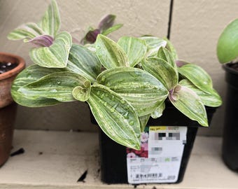 Rare Tradescantia Feeling Moody Wandering Jew Plant