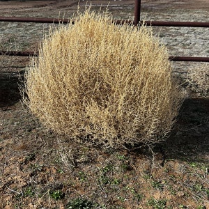 Dried Tumbleweeds