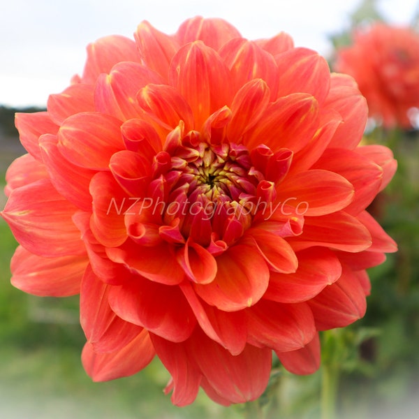 Dahlia In Bloom