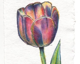 Painted Tulip, Original Watercolor Painting