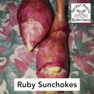 Ruby Jerusalem Artichoke Tubers: Rare Canadian Sunchokes, Organically Grown. 3 tubers